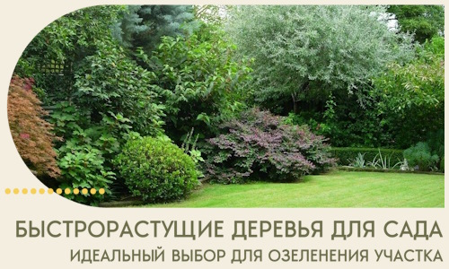 Быстрорастущие деревья для сада идеальный выбор в Чехове
