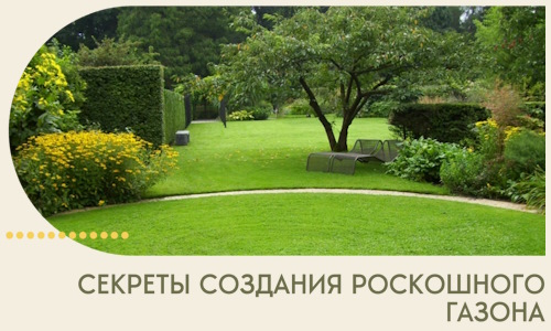 Секреты создания роскошного газона в Чехове